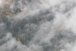 Abstract of larches, other conifers and cloud 3.xi.19